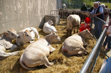 Fiera primo maggio arquata