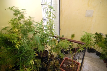 sequestro piantagione 57 piante marijuana