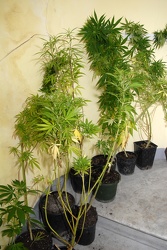 sequestro piantagione 57 piante marijuana