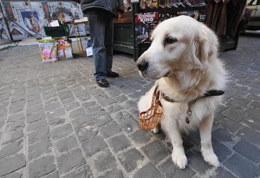 cani per non vedenti Ge2008