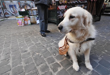 cane per accompagnamento persone non vedenti