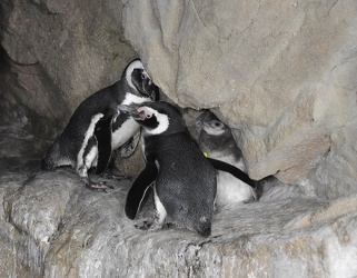 acquario GE - primo pinguino nato in cattività