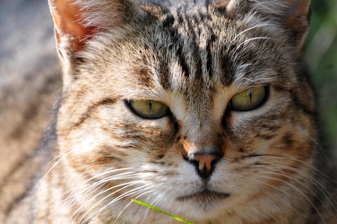 Genova - comune censimento gatti randagi