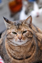 Genova - comune censimento gatti randagi