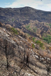 Ge - monte Moro post incendio