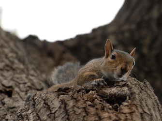 gli scoiattoli del parco di Nervi