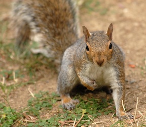 gli scoiattoli del parco di Nervi