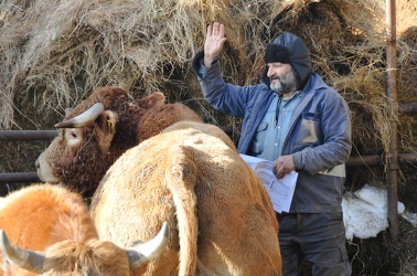 Mucche Mele Ge2010