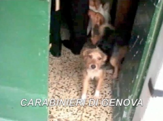 Genova - frame cani abbandonati