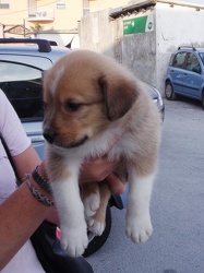 Genova - scoperto commercio illegale di cuccioli