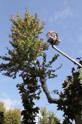Ge - taglio alberi secolari