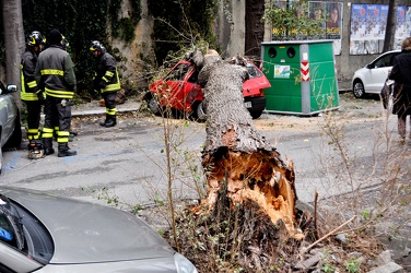 albero distrugge fiat 500