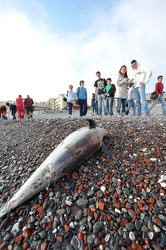 Genova Sturla - carcassa di delfino spiaggiata