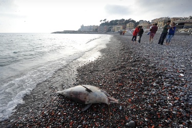 Genova Sturla - carcassa di delfino spiaggiata