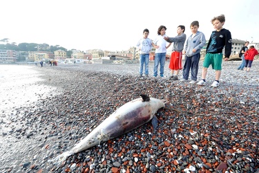 Genova Sturla - carcassa di delfino spiaggiata
