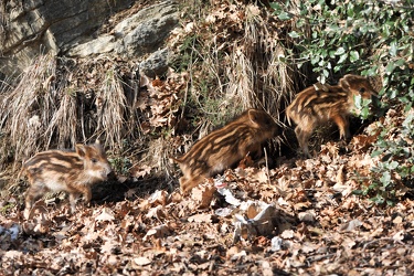 Ge - cuccioli cinghiale in cerca di cibo per il freddo