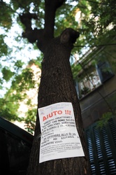 taglio alberi via Spinola