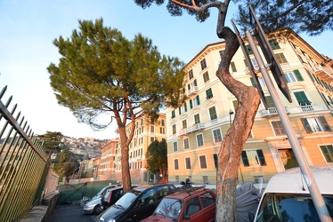 Genova - corso carbonara - quattro pini marittimi superstiti