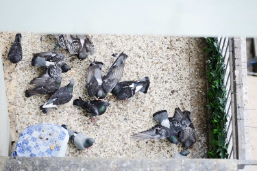 Genova, corso Europa, civico 682 assediato dai piccioni 