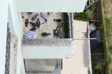 Genova, corso Europa, civico 682 assediato dai piccioni 