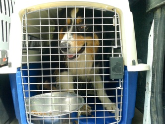 trasporto cani pzza rossetti 21 05 013