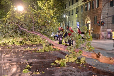 Genova - corso Torino, angolo via Barabino - albero crollato in 