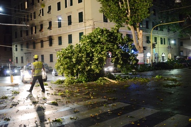 Genova - corso Torino, angolo via Barabino - albero crollato in 