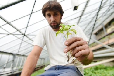 Genova Voltri - un fungo che prolifera con l'umidit√† minaccia l