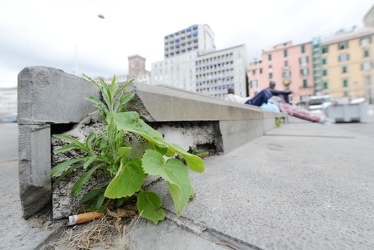 Genova - piante urbane sponatanee e allergie stagionali