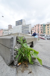 Genova - piante urbane sponatanee e allergie stagionali