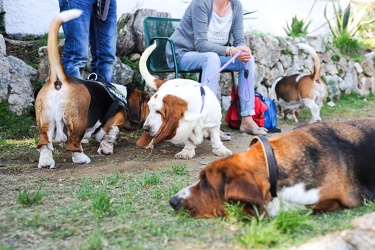 raduno Bassethound Genova