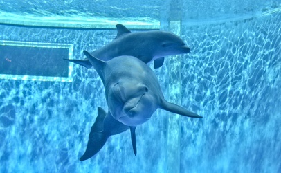 Delfino cucciolo