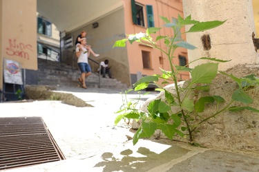 Genova - erbacce infestanti avventizie in salita Santa Brigida