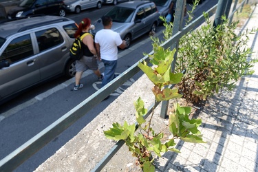 Genova - erbacce infestanti avventizie in centro
