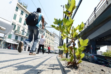 Genova - erbacce infestanti avventizie in centro