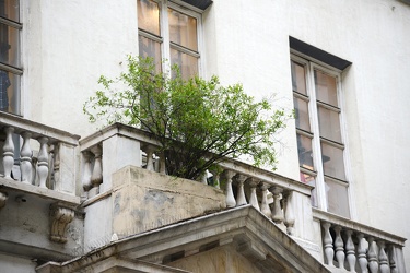 Genova, piazza Campetto - un albero di melograno cresce spontane