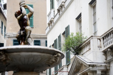 Genova, piazza Campetto - un albero di melograno cresce spontane