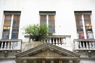 Genova, piazza Campetto - un albero di melograno cresce spontane
