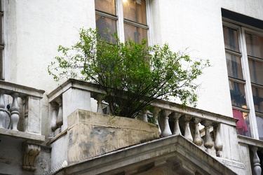 Genova, piazza Campetto - un albero di melograno cresce spontane