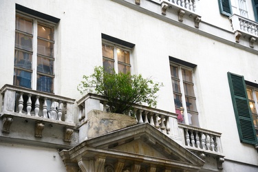 Genova, piazza Campetto - un albero di melograno cresce spontane
