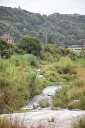 torrente Polcevera erbacce 14092017