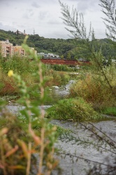 torrente Polcevera erbacce 092017-4213