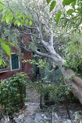 albero su case
