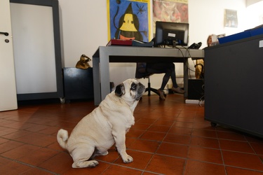 Genova - cani negli uffici comunali, la proposta assessore alla 