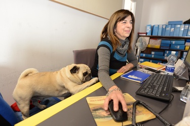 Genova - cani negli uffici comunali, la proposta assessore alla 