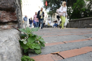 Genova - erbacce infestanti proliferano