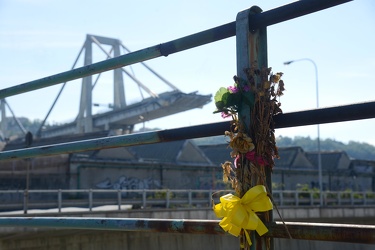 Genova, Certosa - fiori sullo sfondo del ponte Morandi crollato