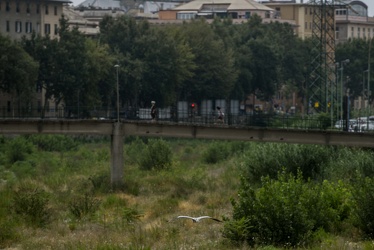 uccelli Bisagno 28072018-5859