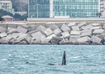 avvistamento orche porto acquario 05122019-1001