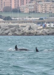 avvistamento orche porto acquario 05122019-1045